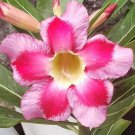 4 PCS Seeds Desert Rose Adenium