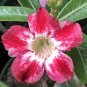 4 PCS Seeds Desert Rose Adenium
