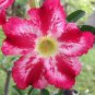 4 PCS Seeds Desert Rose Adenium