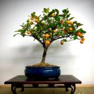 60 PCS Seeds Dwarf Standing Calamondin Citrus Orange Tree
