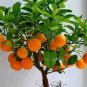 60 PCS Seeds Dwarf Standing Calamondin Citrus Orange Tree