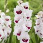 600 PCS Seeds Gladiola Flower - White Compact Flowers with Rose Red Centre