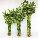 100 PCS Seeds Lucky Bamboo