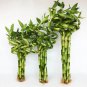 100 PCS Seeds Lucky Bamboo