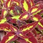 200 PCS Seeds Rainbow Coleus