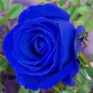 200 PCS Seeds Rose Tree Mixed 9 Types Flowers