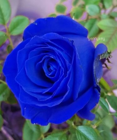 200 PCS Seeds Rose Tree Mixed 9 Types Flowers