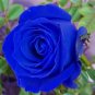 200 PCS Seeds Rose Tree Mixed 9 Types Flowers