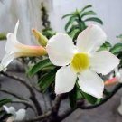 40 PCS Seeds Adenium Obesum Desert Roses Rare