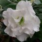 40 PCS Seeds Adenium Obesum Desert Roses Rare