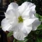 40 PCS Seeds Adenium Obesum Desert Roses Rare