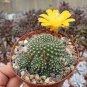 200 PCS Seeds Cactus Rebutia Variety Flowering Color Cacti