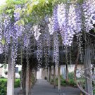 10 PCS Seeds Climbing Wisteria Flower