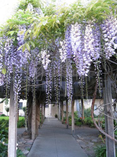 10 PCS Seeds Climbing Wisteria Flower