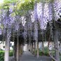 10 PCS Seeds Climbing Wisteria Flower
