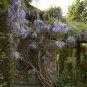 10 PCS Seeds Climbing Wisteria Flower