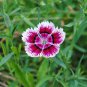 100 PCS Seeds Dianthus Chinensis