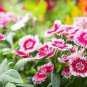100 PCS Seeds Dianthus Chinensis