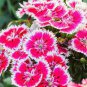 100 PCS Seeds Dianthus Chinensis