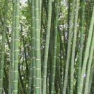 100 PCS Seeds Gaint Long Bamboo