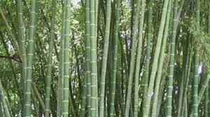 100 PCS Seeds Gaint Long Bamboo