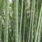 100 PCS Seeds Gaint Long Bamboo