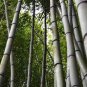 100 PCS Seeds Gaint Long Bamboo
