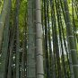 100 PCS Seeds Gaint Long Bamboo
