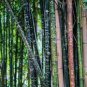 100 PCS Seeds Gaint Long Bamboo