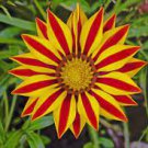 200 PCS Seeds Gazania Potted