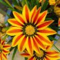 200 PCS Seeds Gazania Potted
