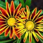 200 PCS Seeds Gazania Potted