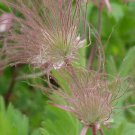 100 PCS Seeds Geum Triflorum Purple Prairie Avens Flower