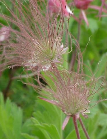 100 PCS Seeds Geum Triflorum Purple Prairie Avens Flower