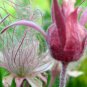100 PCS Seeds Geum Triflorum Purple Prairie Avens Flower