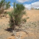 200 PCS Seeds Haloxylon Ammodendron Tree Semente 200 PCS Seeds Haloxylon Ammodendron Tree Semente