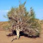 200 PCS Seeds Haloxylon Ammodendron Tree Semente