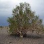 200 PCS Seeds Haloxylon Ammodendron Tree Semente