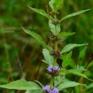 100 PCS Seeds Mentha Arvensis Wild Field Herb Flower 100 PCS Seeds Mentha Arvensis Wild Field Herb Flower