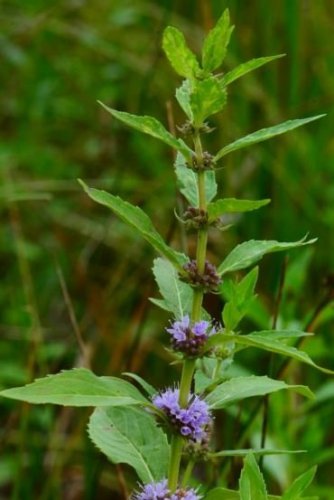 100 PCS Seeds Mentha Arvensis Wild Field Herb Flower