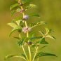 100 PCS Seeds Mentha Arvensis Wild Field Herb Flower