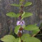100 PCS Seeds Mentha Arvensis Wild Field Herb Flower