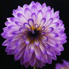 60 PCS Seeds Mix Color Dahlia Flower Bonsai Flower Bonsai Plant 60 PCS Seeds Mix Color Dahlia Flower Bonsai Flower Bonsai Plant