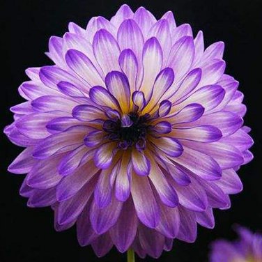60 PCS Seeds Mix Color Dahlia Flower Bonsai Flower Bonsai Plant