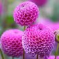 60 PCS Seeds Mix Color Dahlia Flower Bonsai Flower Bonsai Plant