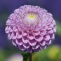 60 PCS Seeds Mix Color Dahlia Flower Bonsai Flower Bonsai Plant