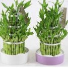 60 PCS Seeds New Fresh Indoor Bamboo