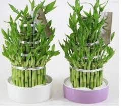60 PCS Seeds New Fresh Indoor Bamboo