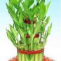 60 PCS Seeds New Fresh Indoor Bamboo