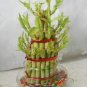 60 PCS Seeds New Fresh Indoor Bamboo
